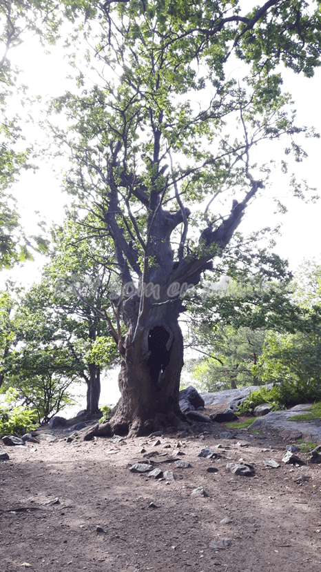 Fjäderholmarna nature